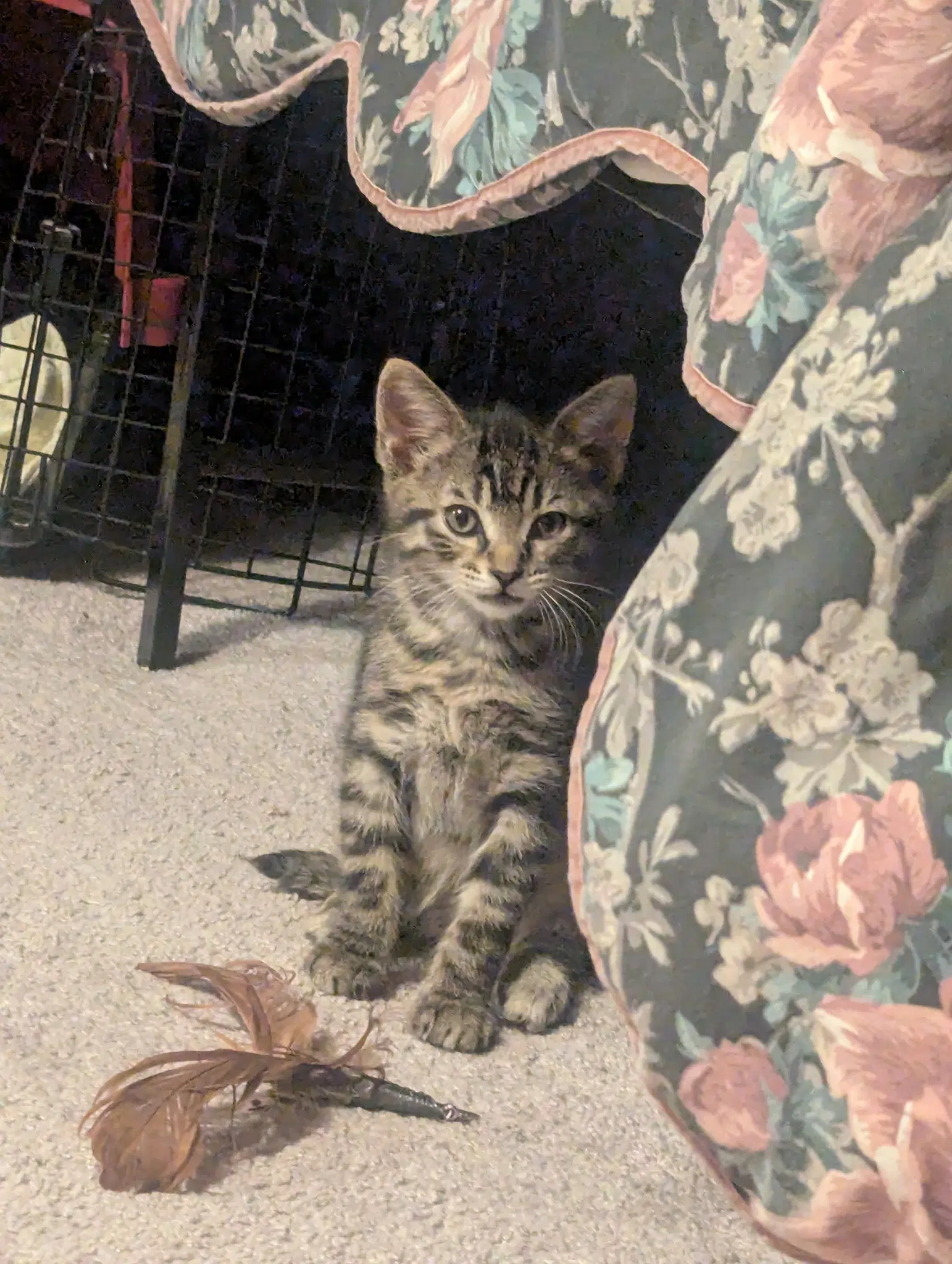 Betsy - Tabby