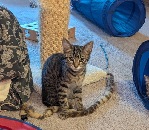 Niko, Tabby / Domestic Short Hair / Mixed (short coat)