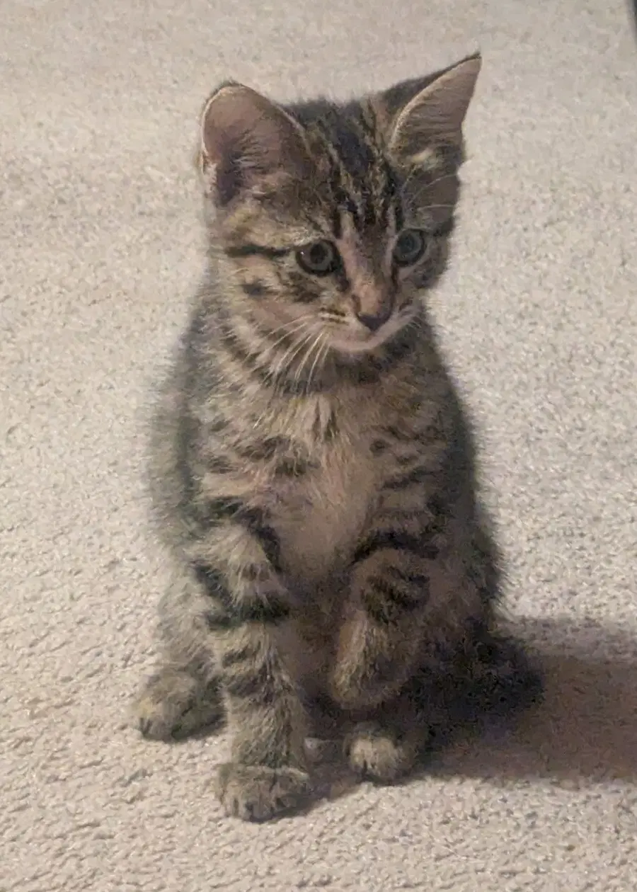 Daisy - Tabby