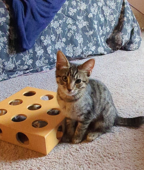 Daisy, Tabby / Domestic Short Hair / Mixed (short coat)