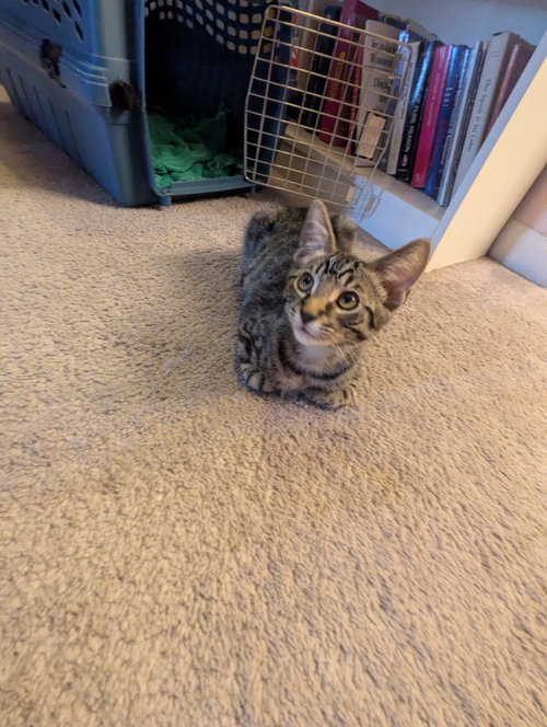 Hunter, Tabby / Domestic Short Hair / Mixed (short coat)