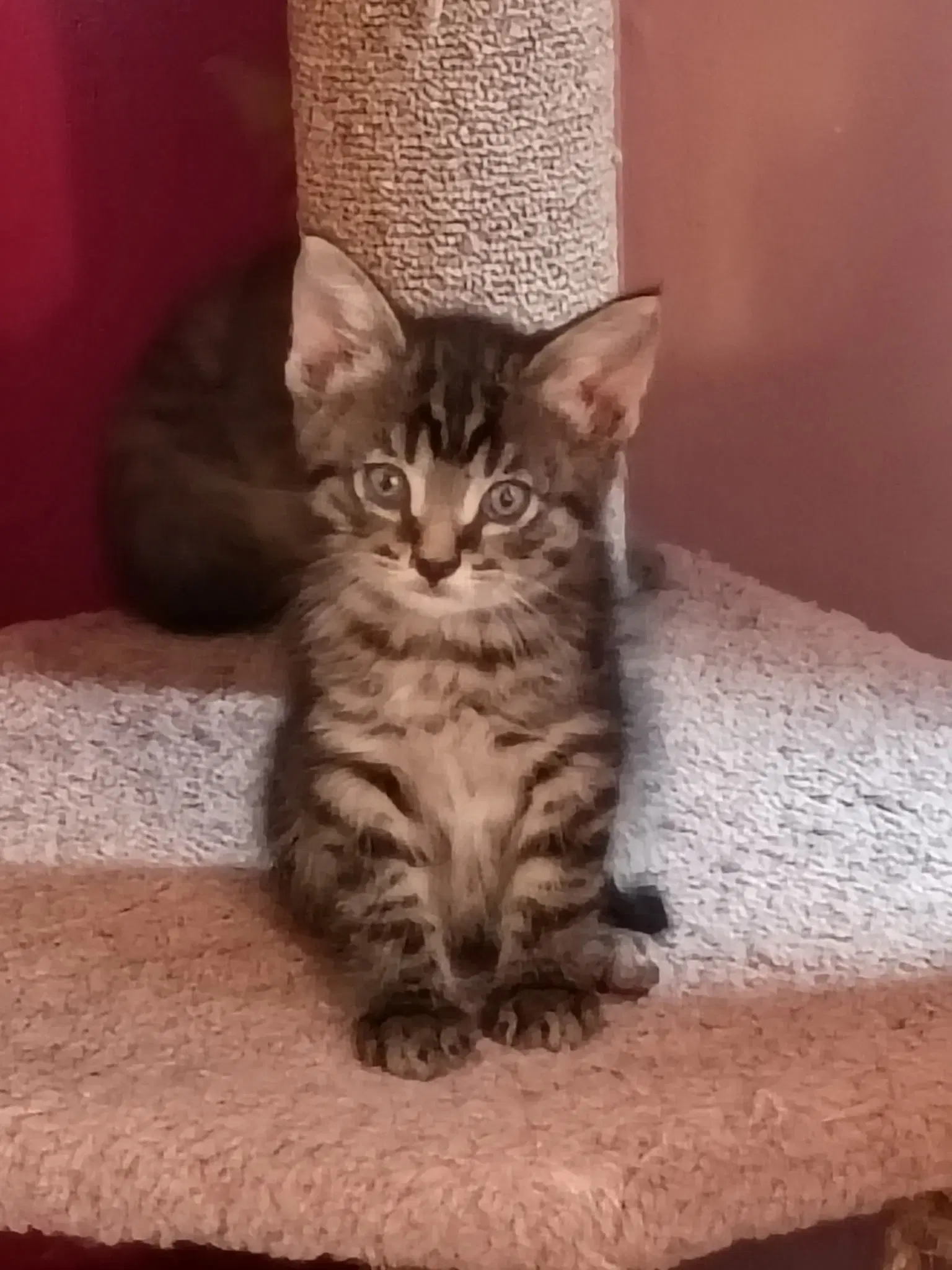 Jackon - Domestic Medium Hair