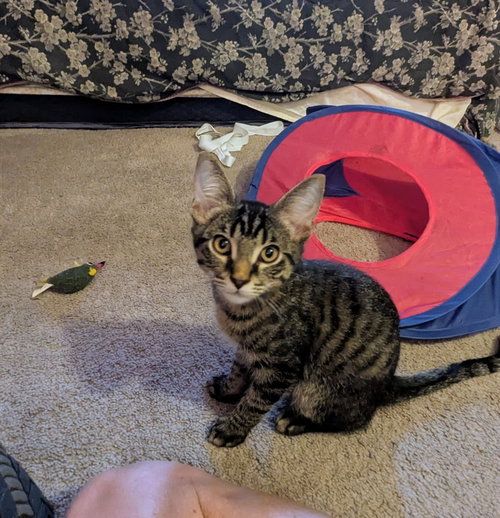 Jackson, Domestic Medium Hair / Tabby / Mixed (medium coat)