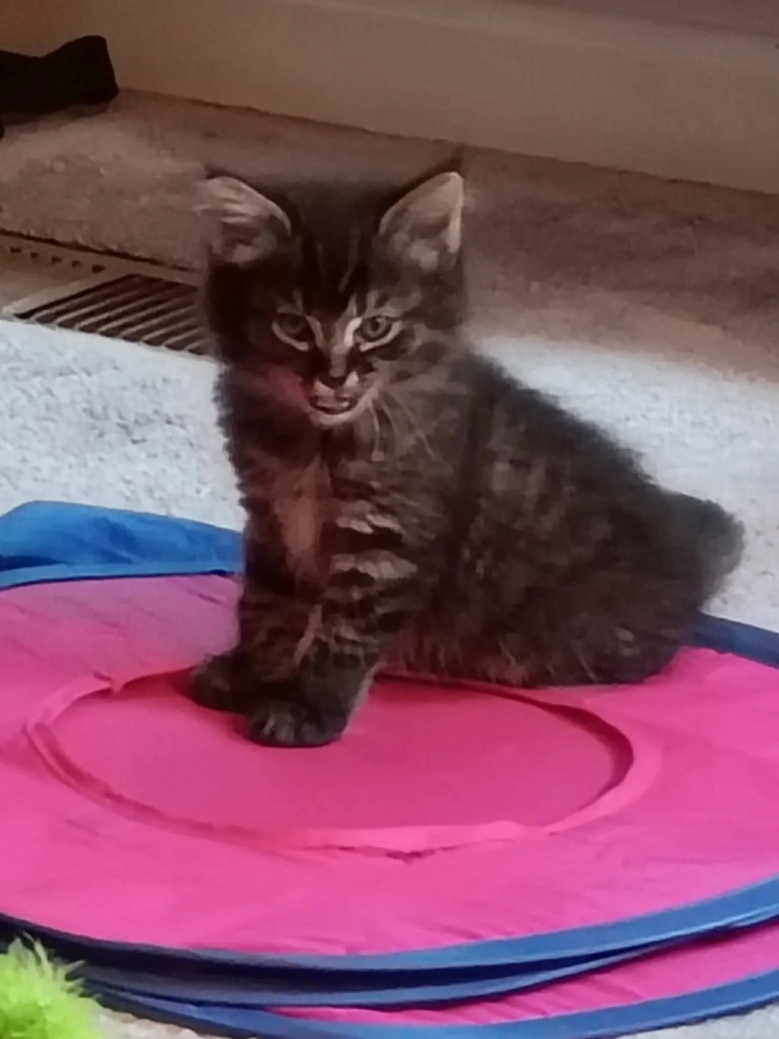 Nikko - Domestic Medium Hair