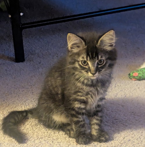 Photo 2 of Betsy