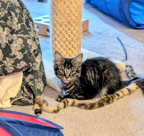 Betsy, Domestic Medium Hair / Tabby / Mixed (medium coat)