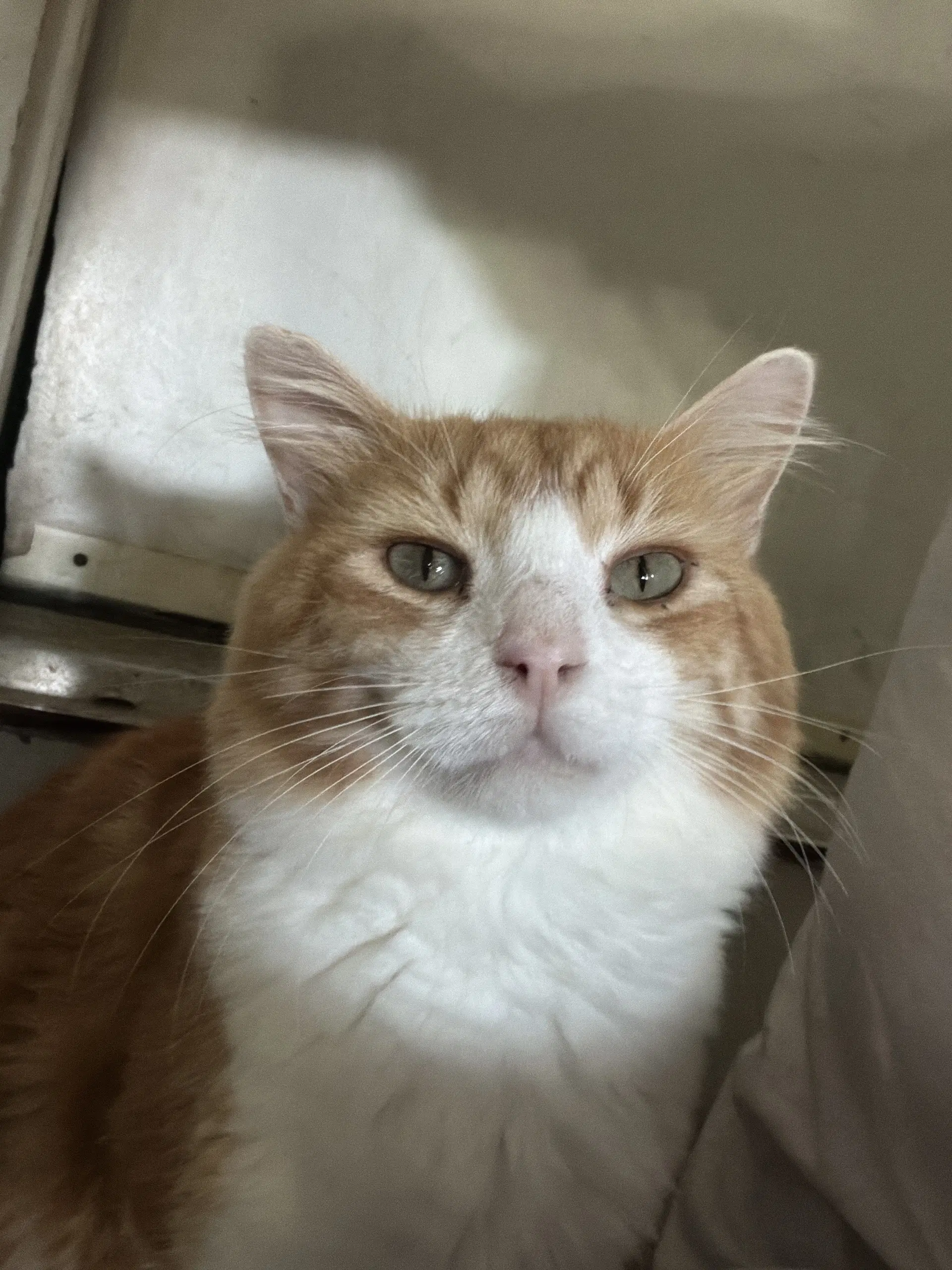 Tax - Domestic Short Hair