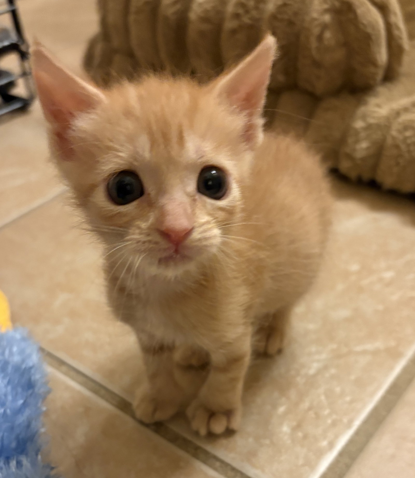 Joss, Domestic Short Hair