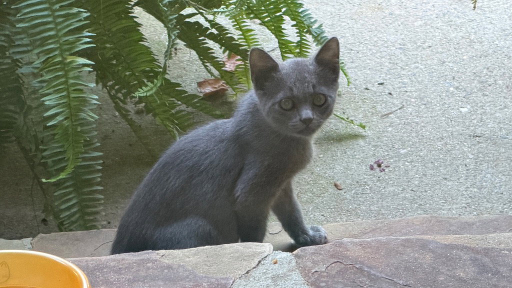 Rosebud, Russian Blue