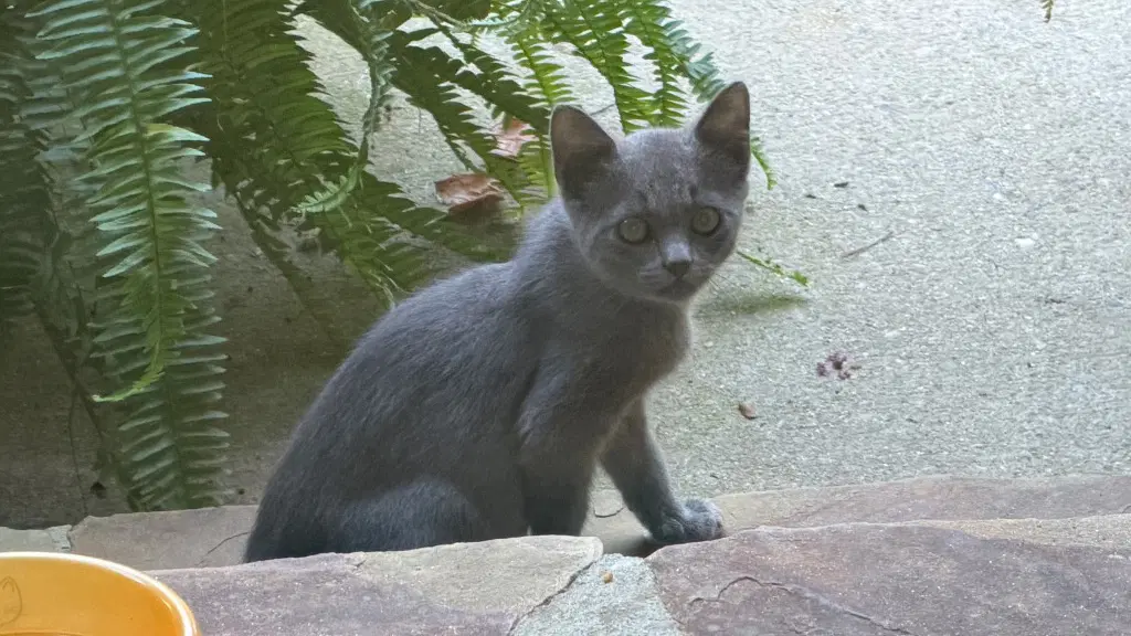 Rosebud - Russian Blue