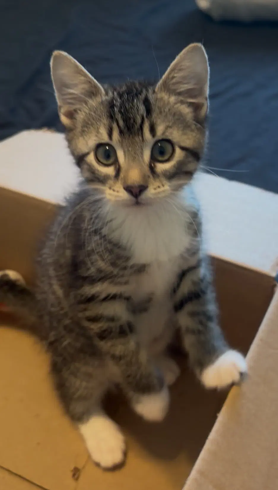 Hickory - Tabby