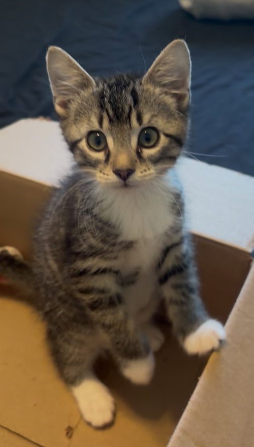 Hickory, Tabby / Domestic Short Hair / Mixed (short coat)