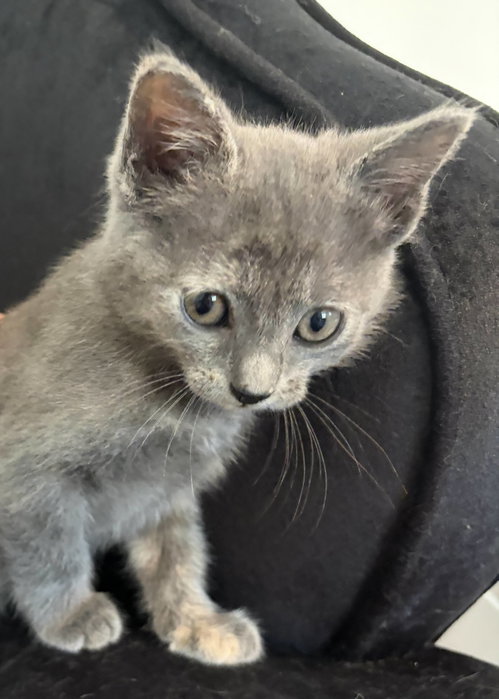 Pewtie, Domestic Short Hair / Mixed (short coat)
