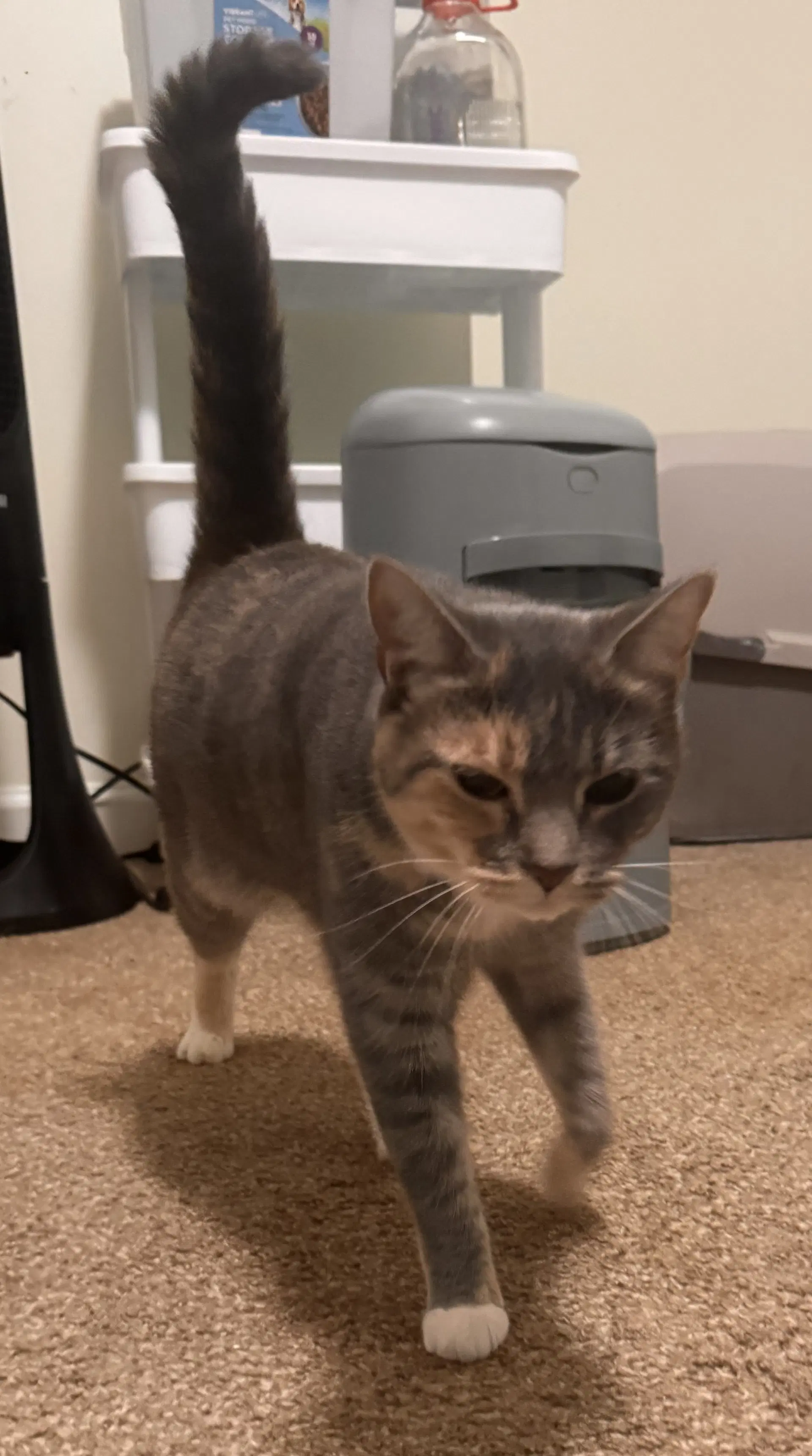 Freya - Calico