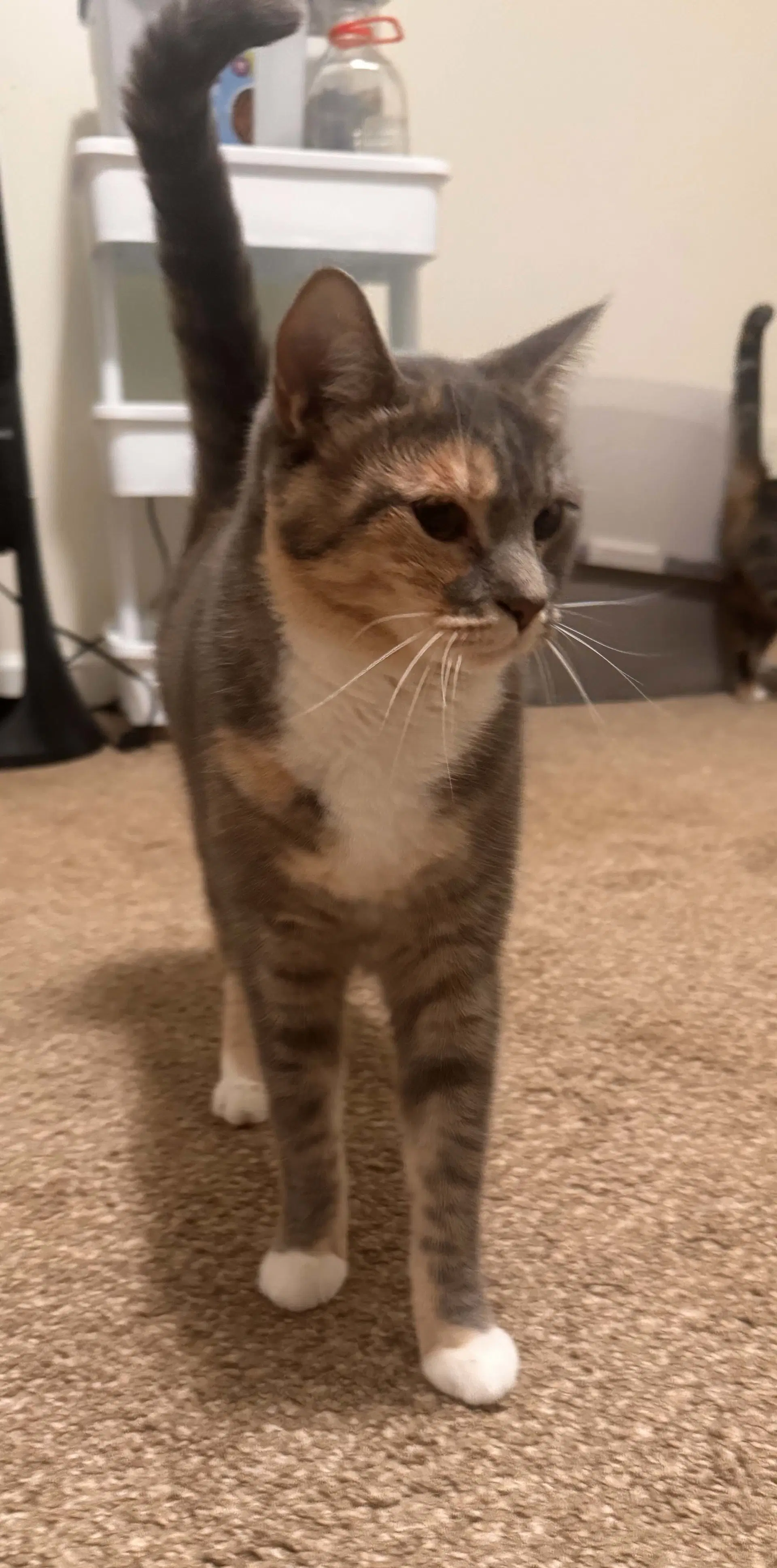 Freya image 2