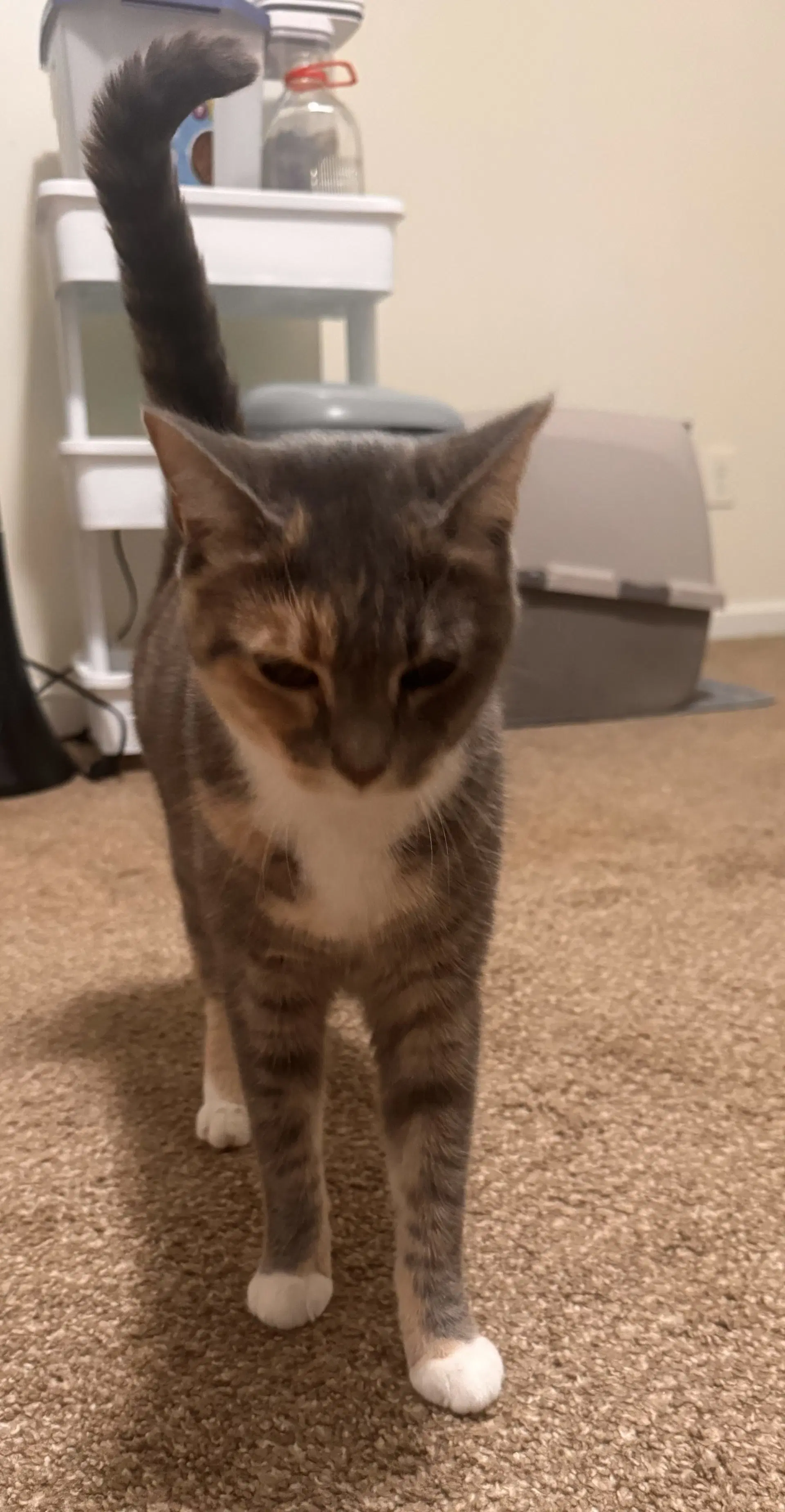 Freya image 3