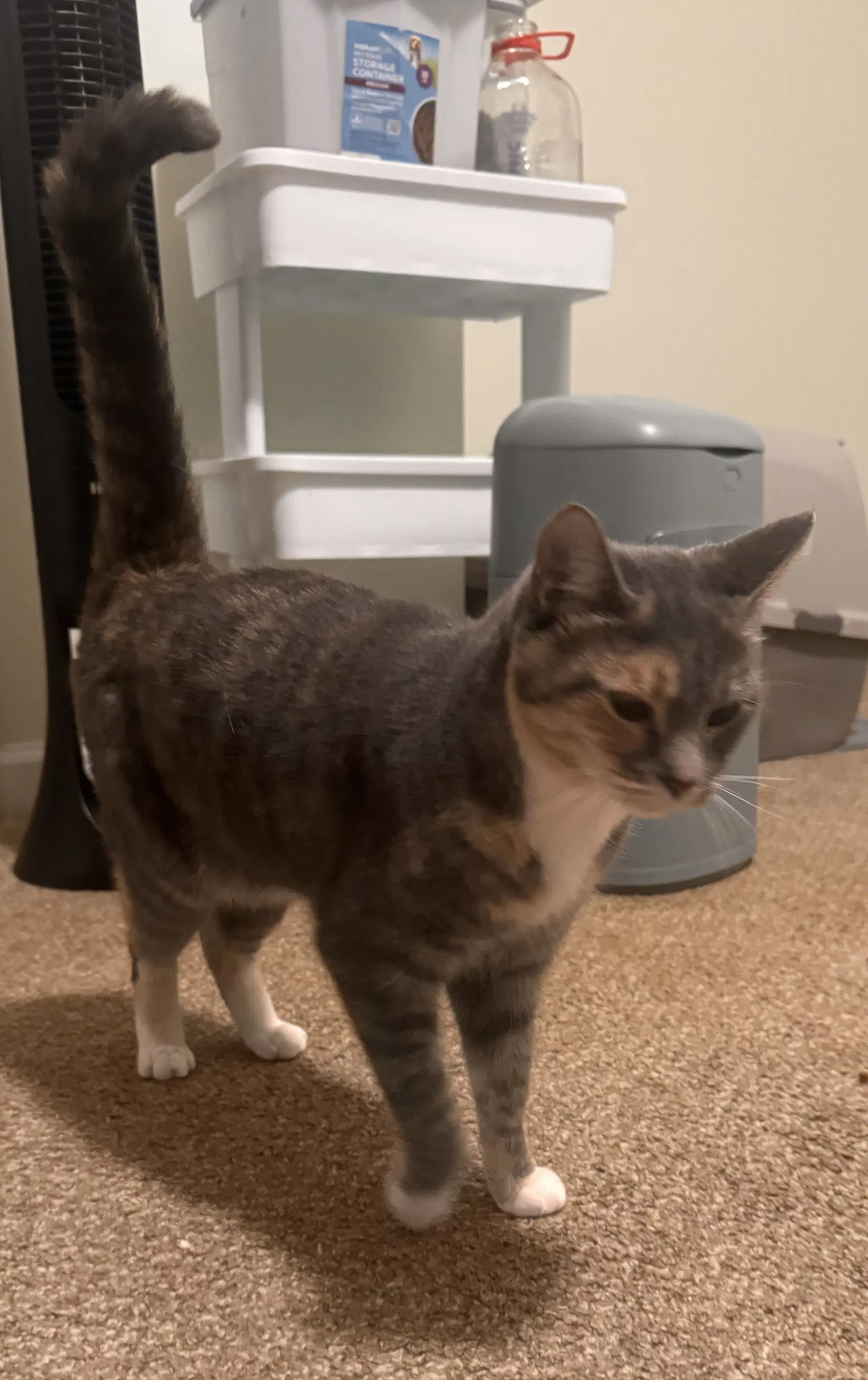Freya image 4