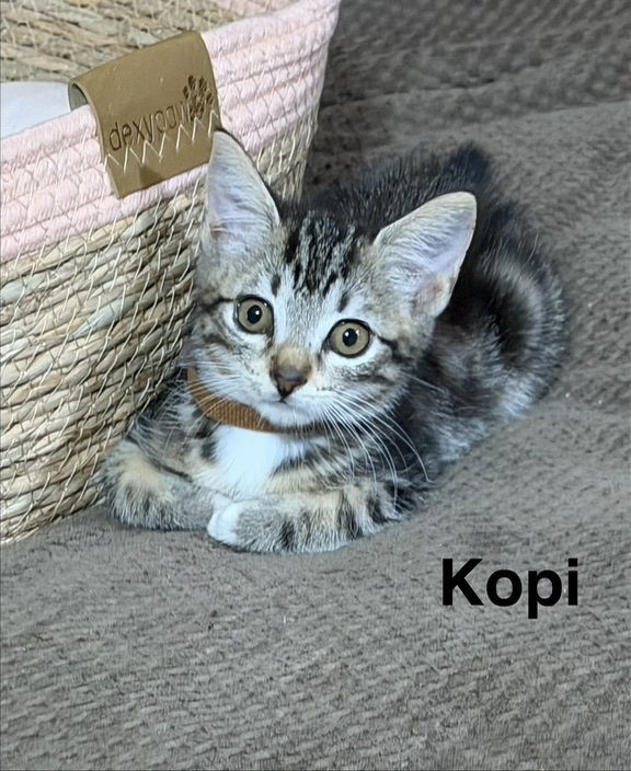 Kopi