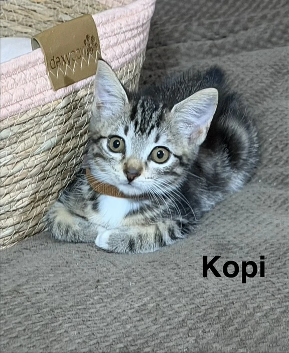 Kopi