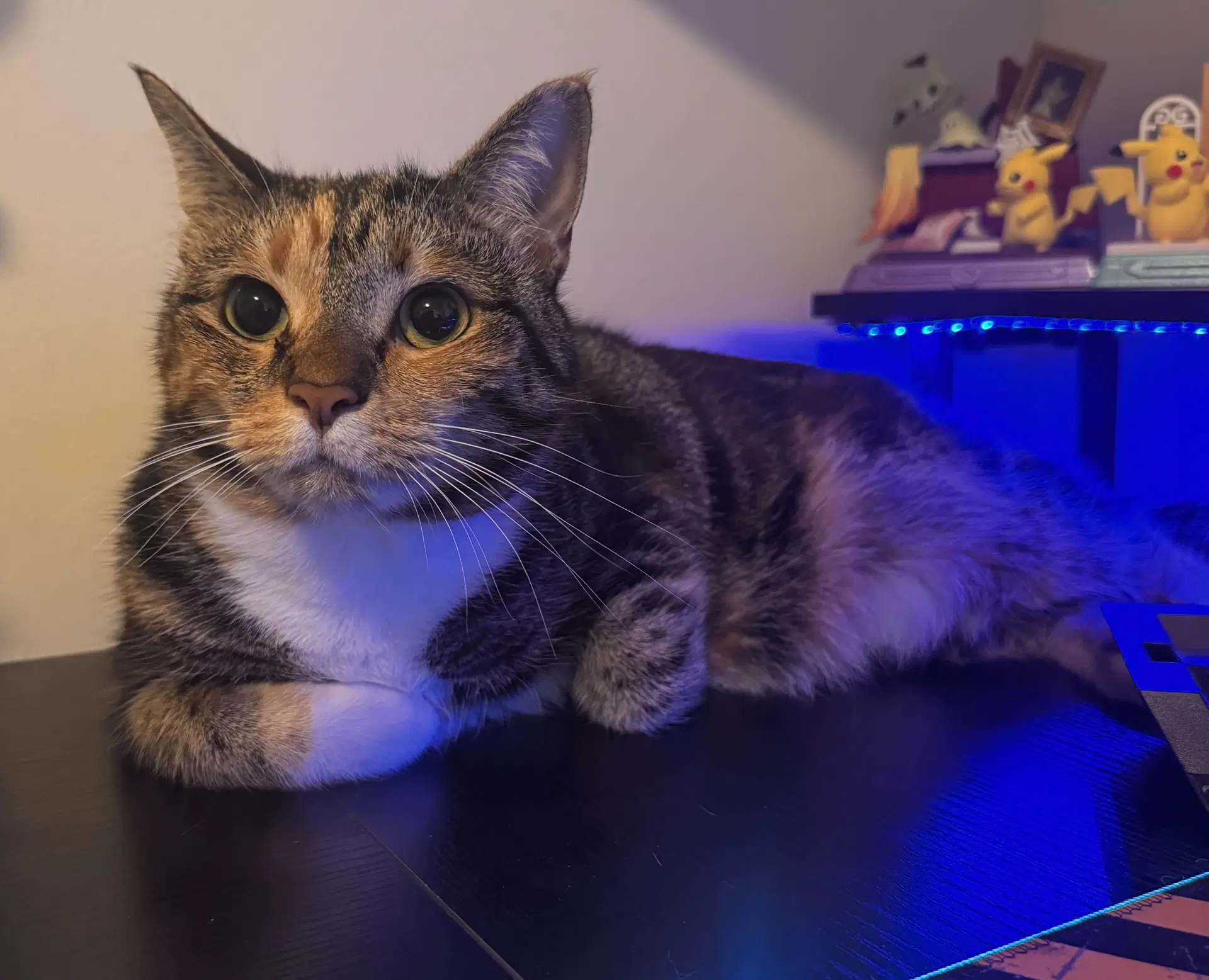 Leilani - Calico
