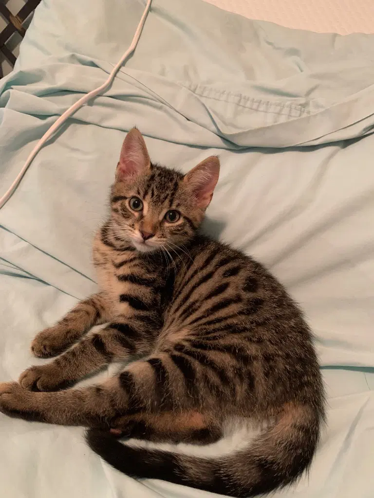 Emrys - Tabby