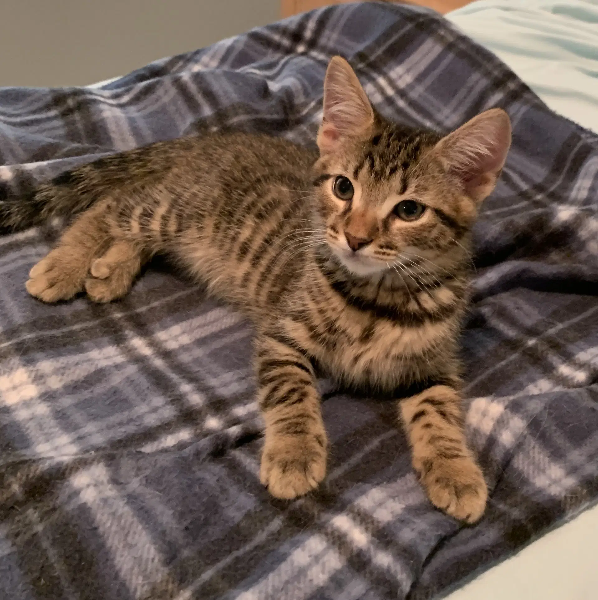 Arlo - Tabby