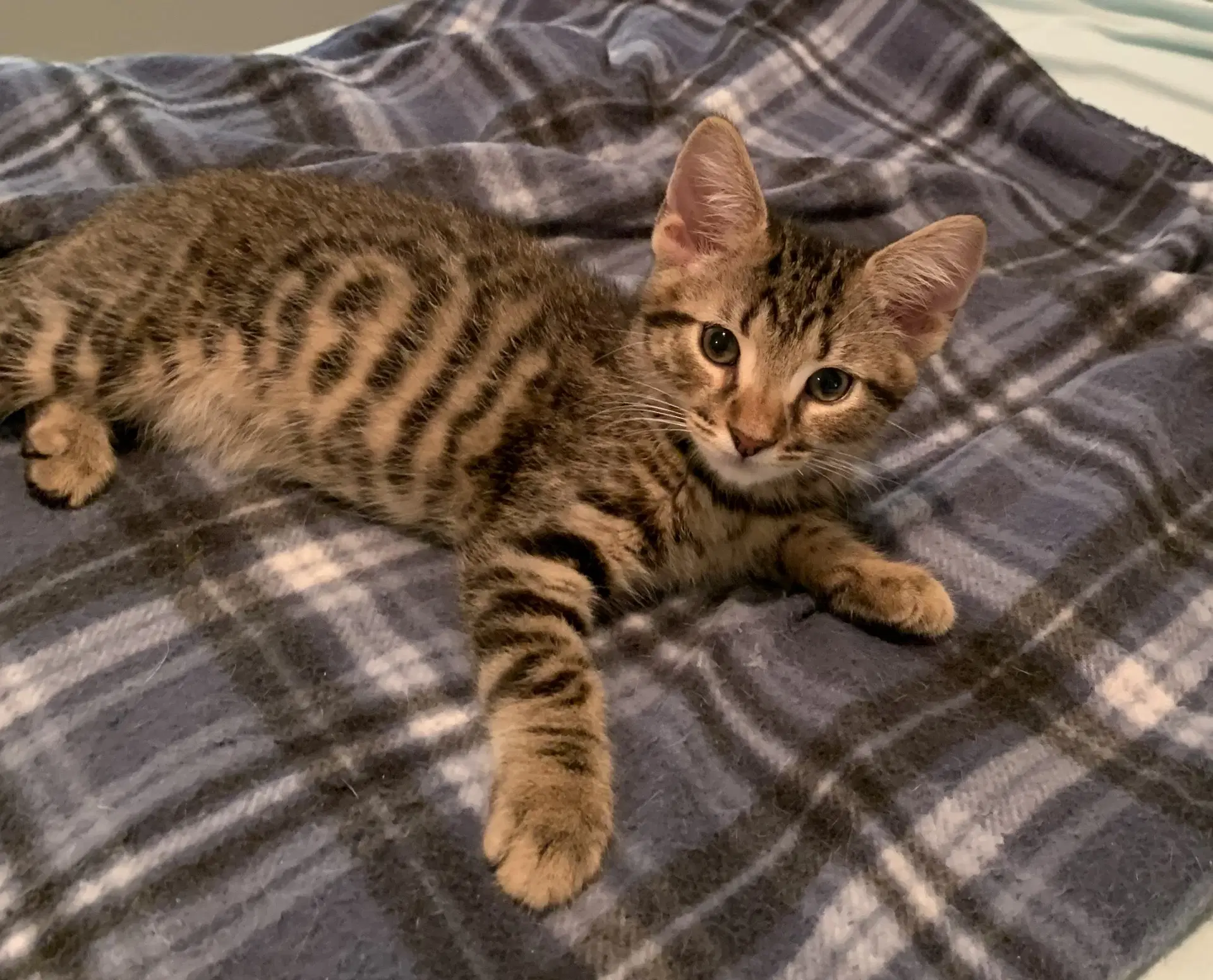 Arlo image 2