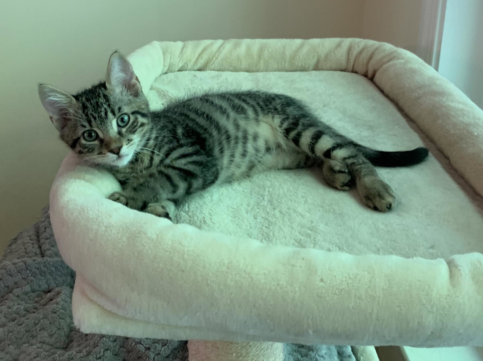 Arlo, photo 3