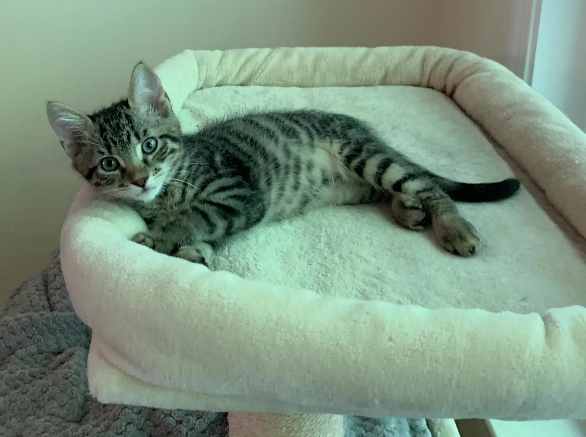 Arlo image 3