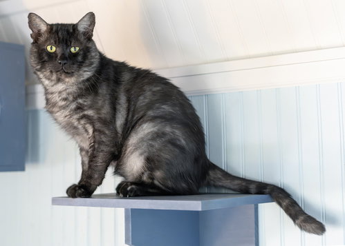 Kuzco, Domestic Short Hair / Mixed (short coat)