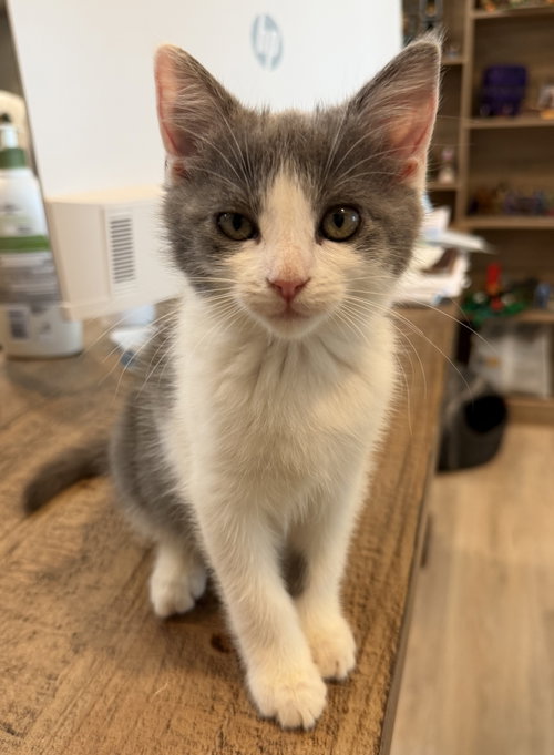 Silverton, Domestic Short Hair / Mixed (short coat)