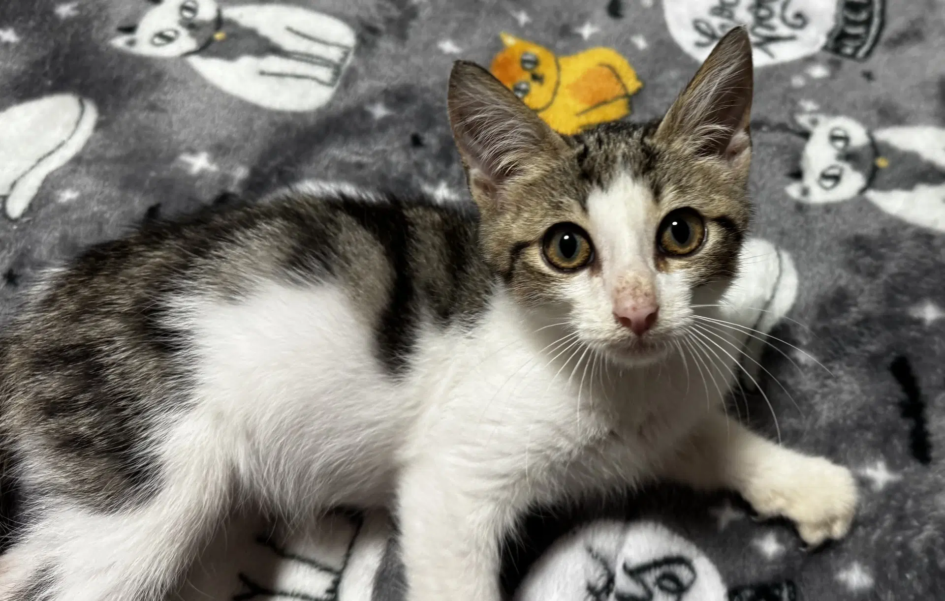 Kailua - Domestic Short Hair