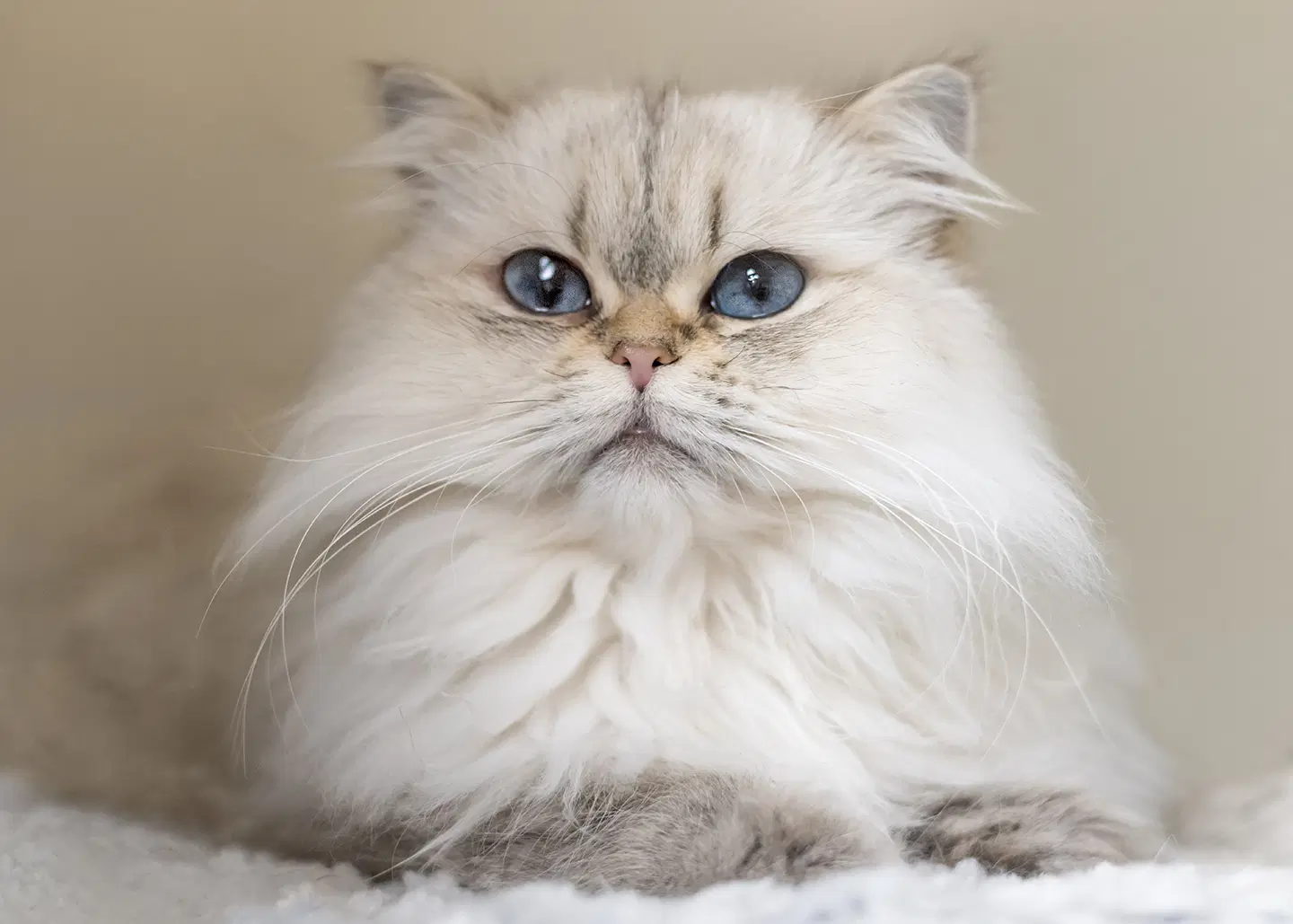 Kiwi - Persian