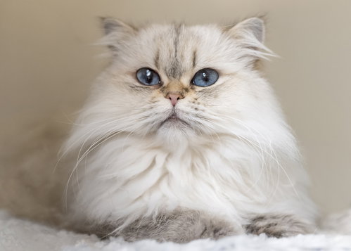 Kiwi, Persian / Domestic Long Hair / Mixed (long coat)