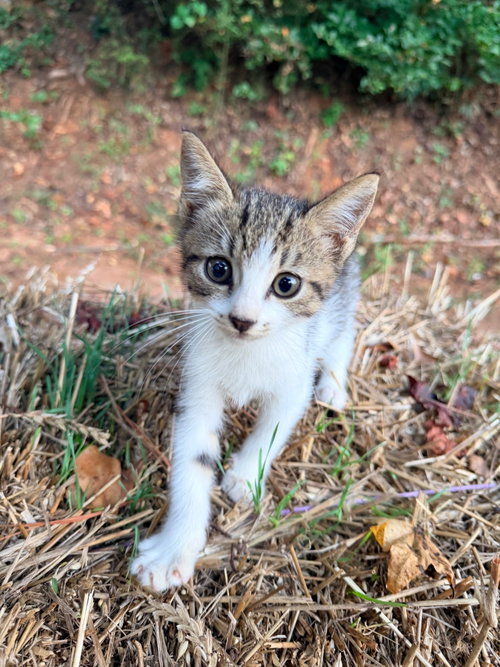 Pebbles, Tabby / Domestic Short Hair / Mixed (short coat)
