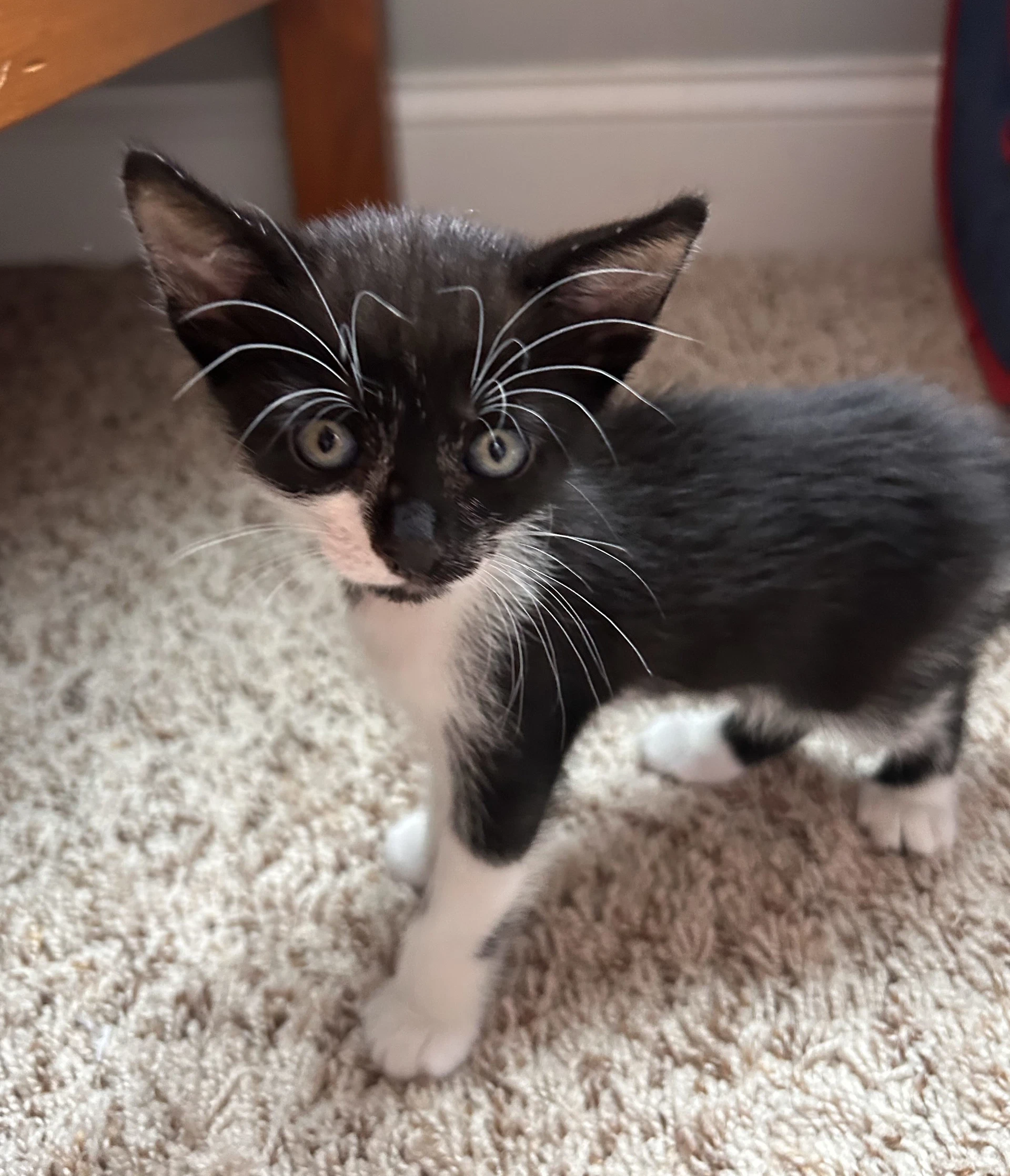 Kona
