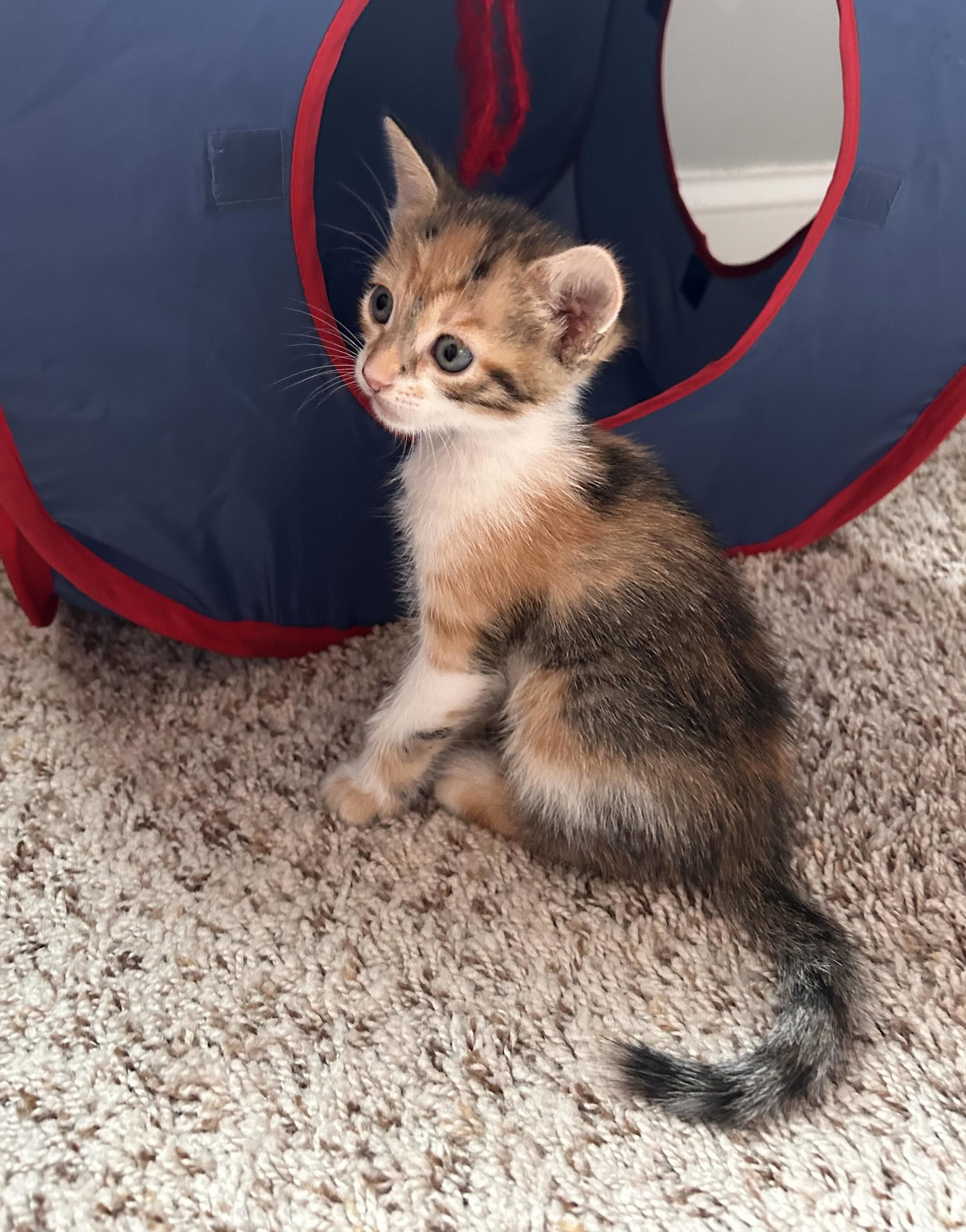 Kuma
