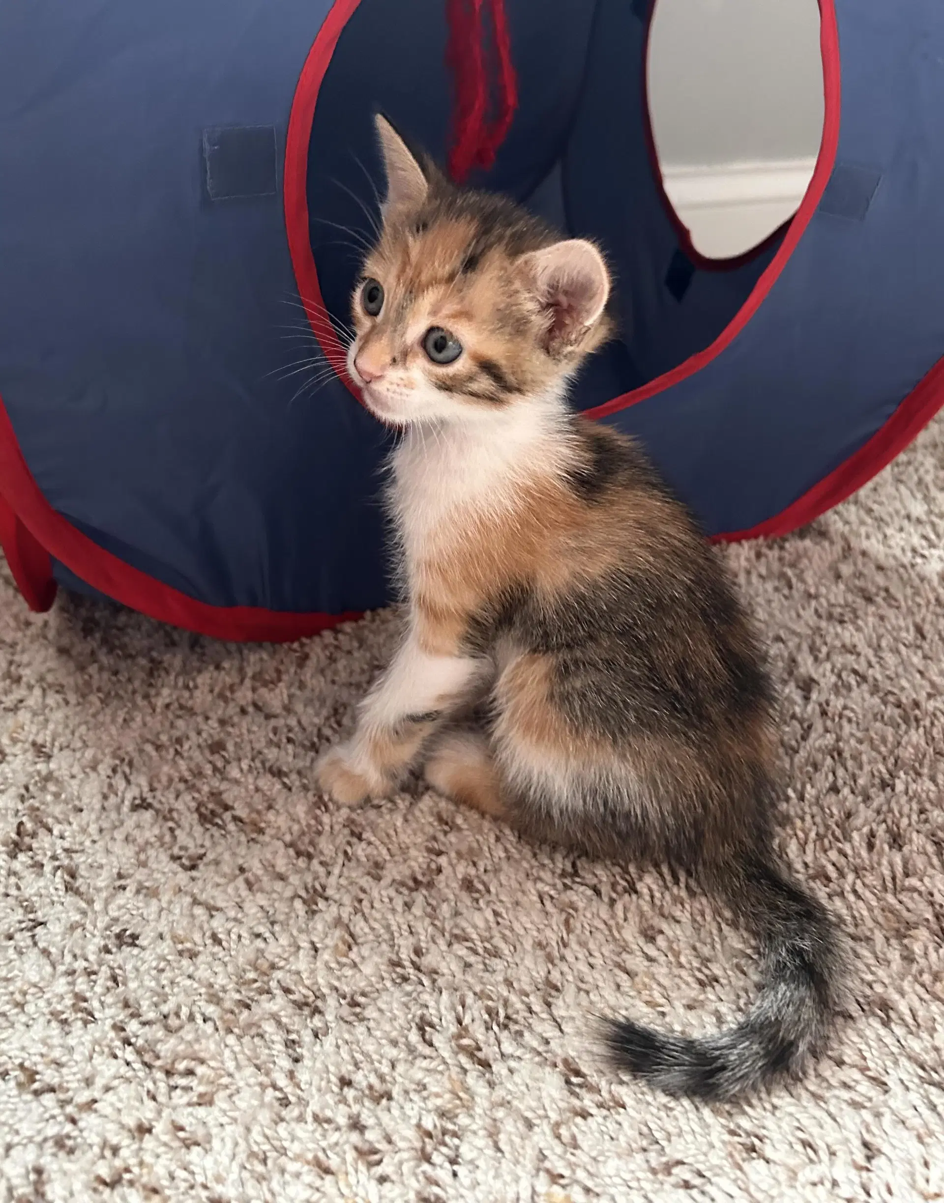 Kuma - Calico