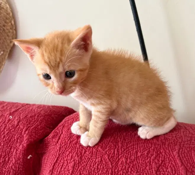 Paneer - Domestic Short Hair