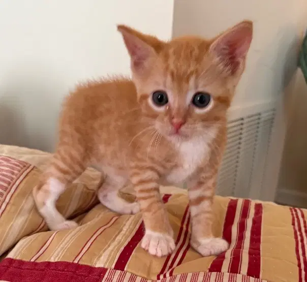 Samosa - Domestic Short Hair