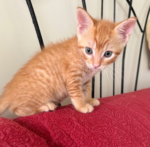 Vindaloo, Domestic Short Hair / Mixed (short coat)