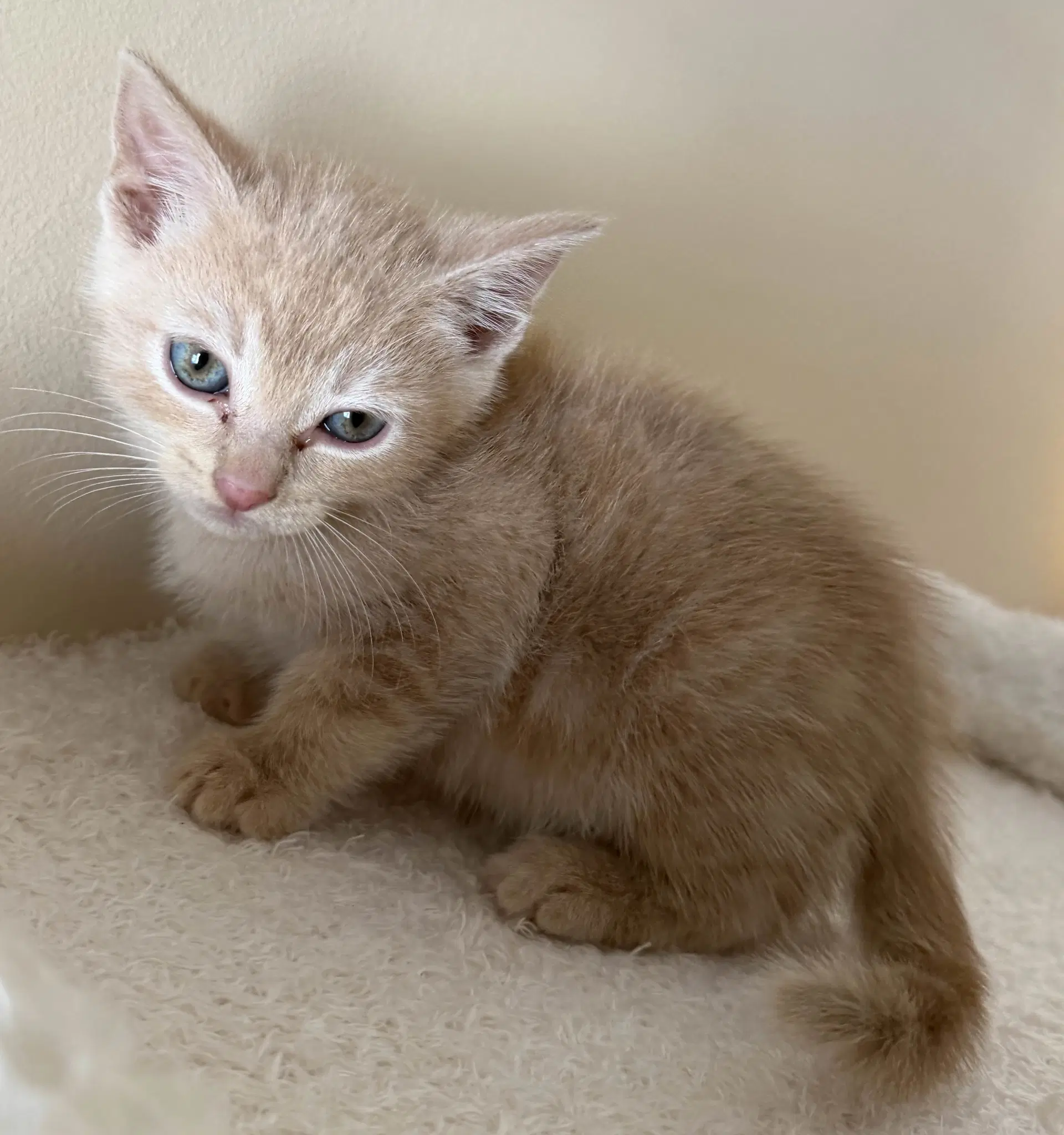 Daytona - Domestic Short Hair