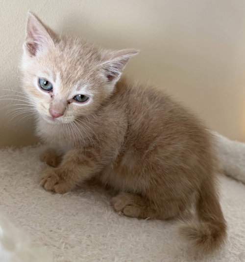 Daytona, Domestic Short Hair / Tabby / Mixed (short coat)