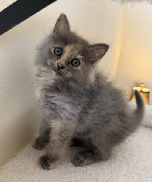 LeMans, Tortoiseshell / Domestic Medium Hair / Mixed (long coat)