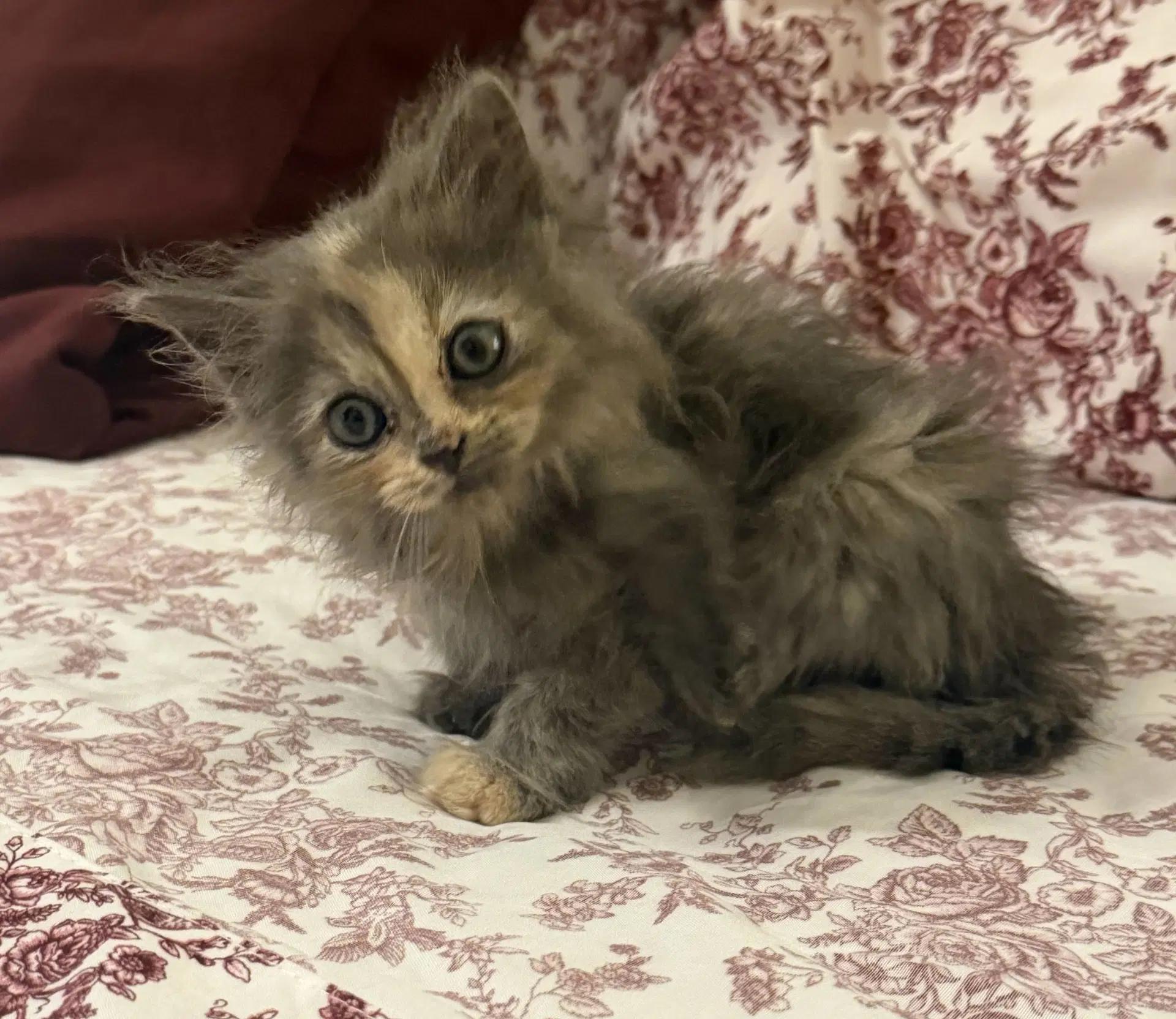 Sebring - Tortoiseshell