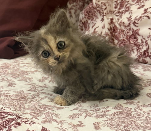 Sebring, Tortoiseshell / Domestic Medium Hair / Mixed (medium coat)