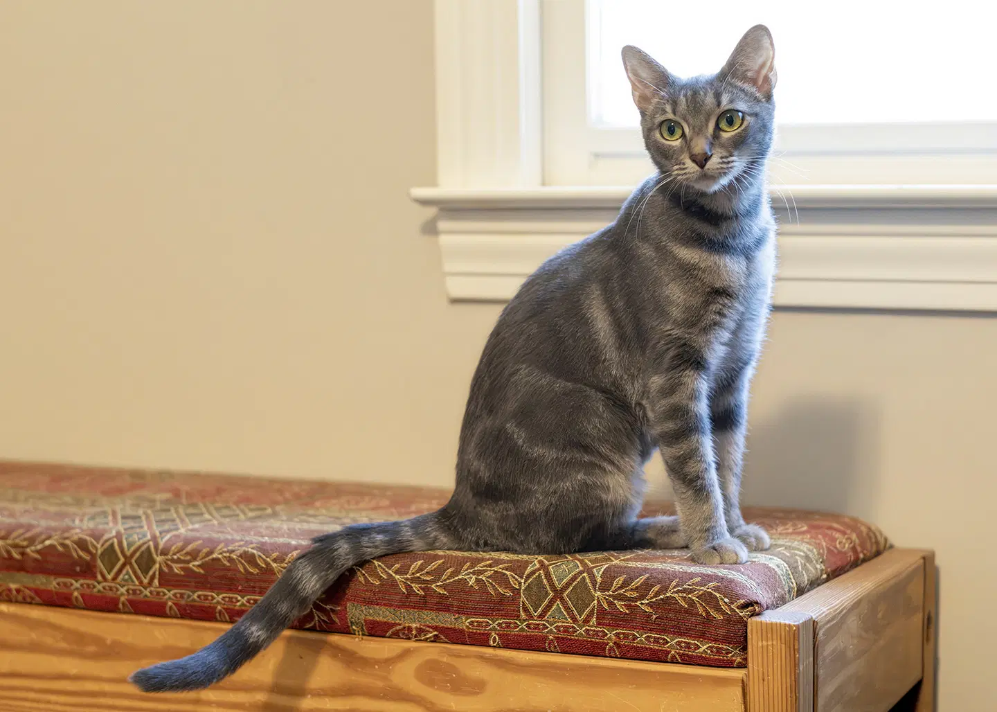 Elara - Tabby