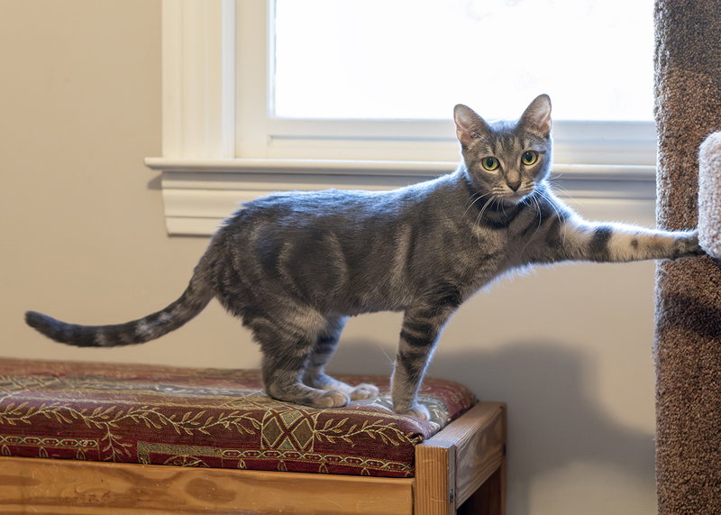 Elara, photo 3