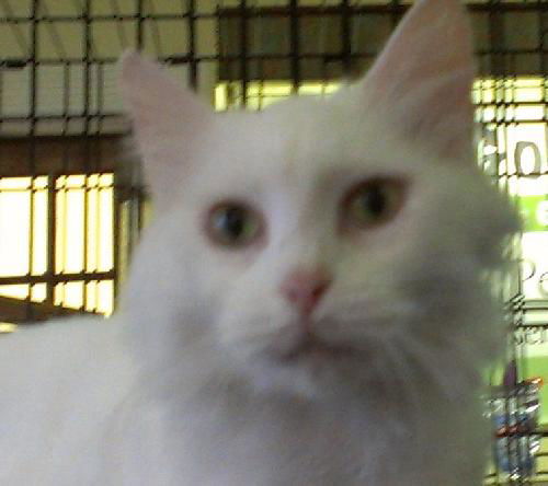Snowball