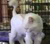 Snowball